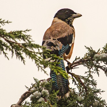 Black-headed jay